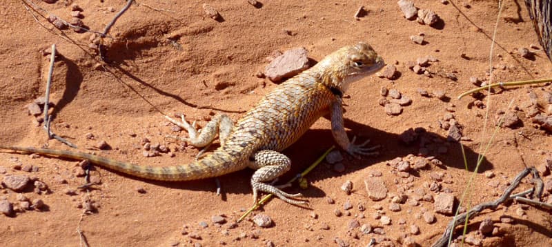 Alfred the lizard from Monument Valley