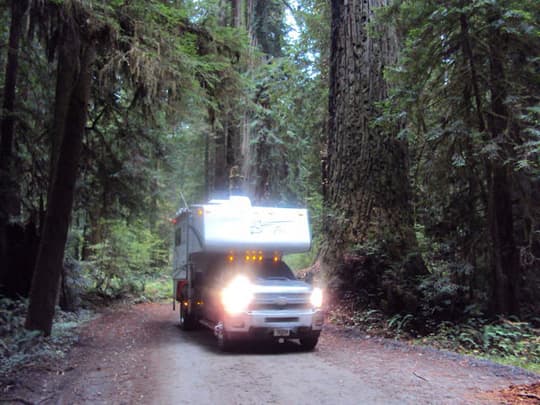 Alaska-California-Redwood-Forest-