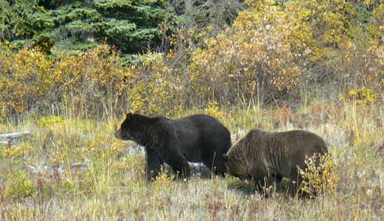 Alaska-black-and-cinnamon-bears