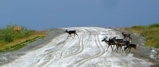 Alaska-caribou-crossing-Dalton-Hwy