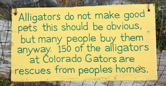 Arctic-Fox-990-Colorado-Gators-Not-Pets-Sign