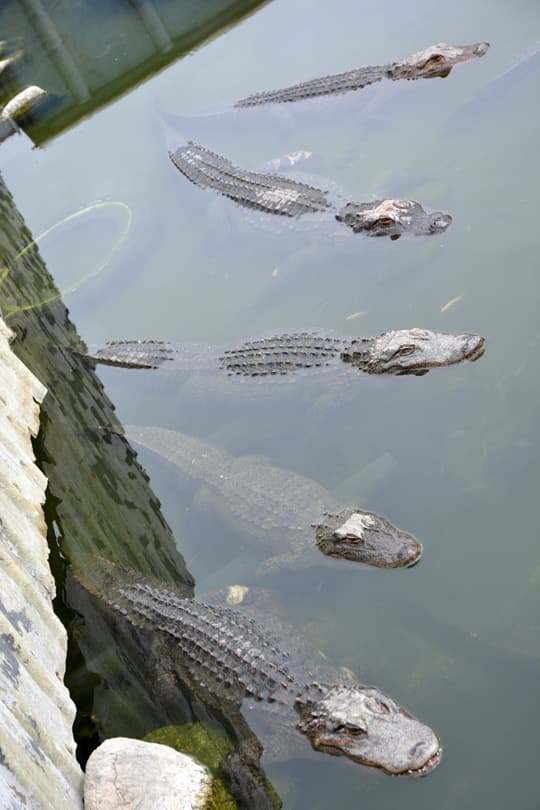 Arctic-Fox-990-Colorado-Gators-Swimming