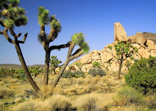 boondock-Joshua-Tree-Natl-Park-23