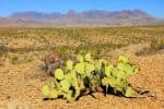 boondock-Big-Bend-Natl-Park-18