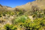 boondock-Guadalupe-Mountains-NP