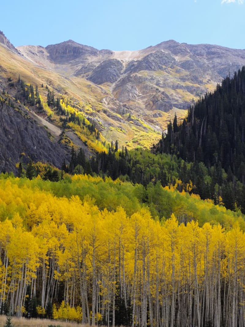 Aspen trees on the mountain