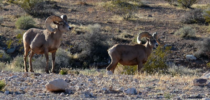 Atlatl Rock Campground Bighorn Sheep