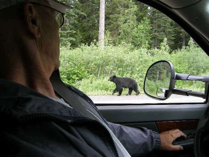 Bear Cassiar Highway British Columbia