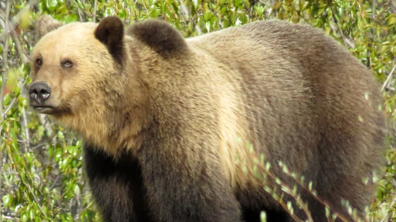 Bear Hwy 37 A near Meziaden Junction, BC