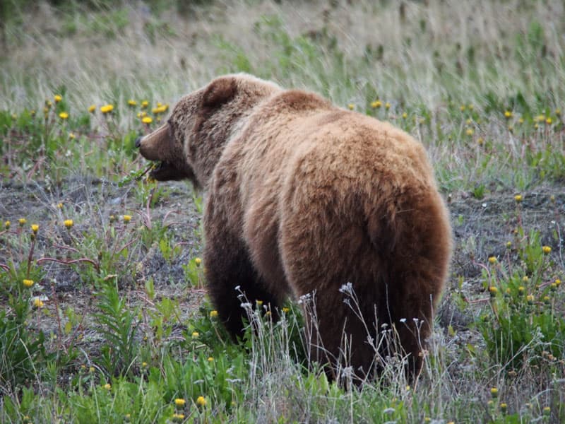 Bear butt