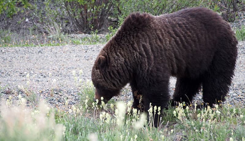 Bear in the Yukon