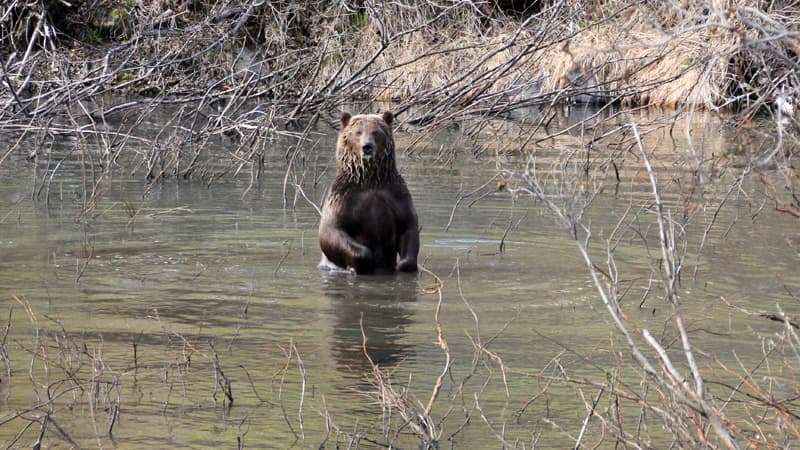 Bears Hwy 37A near Meziaden Junction BC