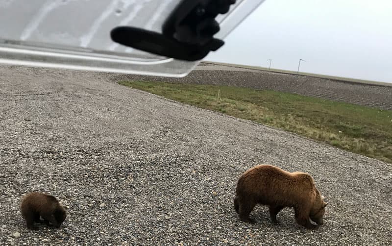 Bears close to Northstar Camper