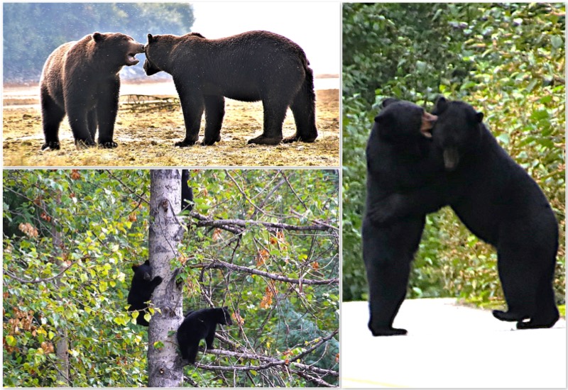 Bears in the Wild