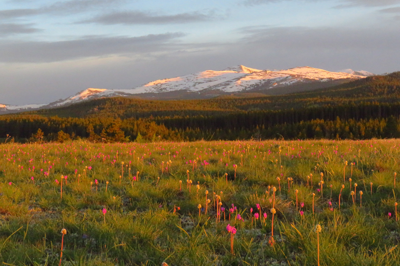 Bighorn Mountains, Wyoming