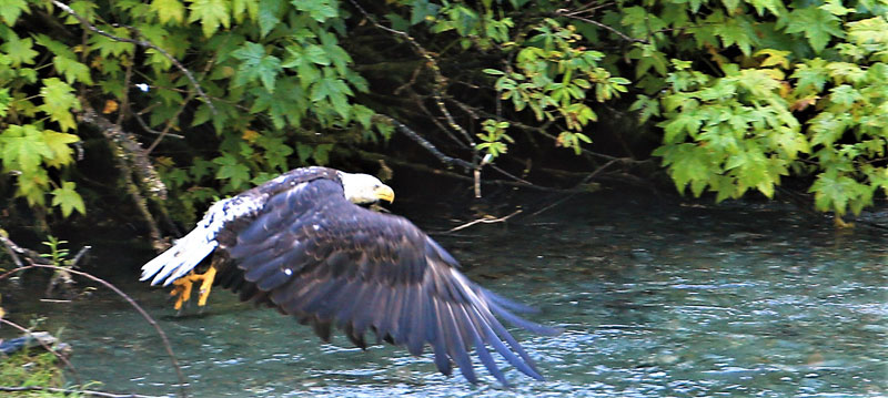 Bird Flying