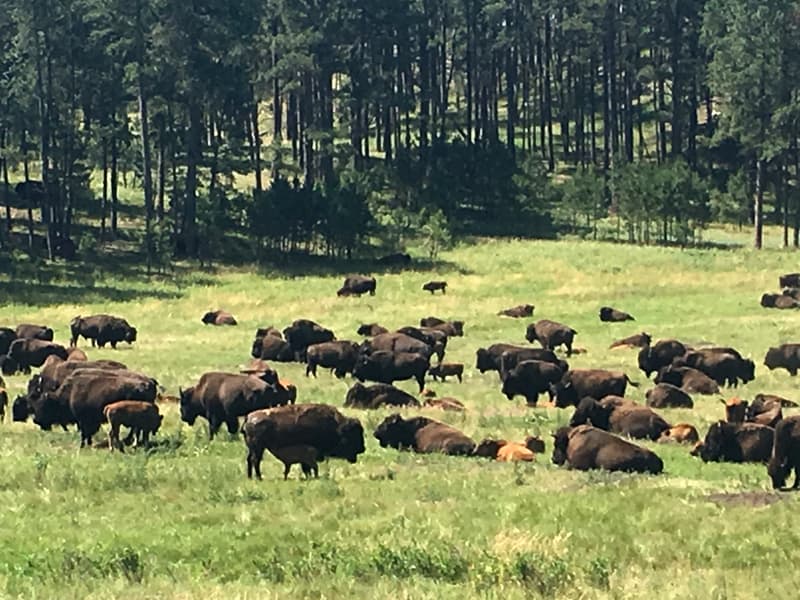 Bison Herd Black Hills South Dakota