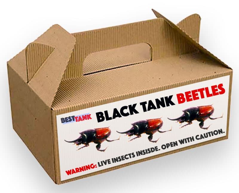 Black-Tank-Beetles-Box