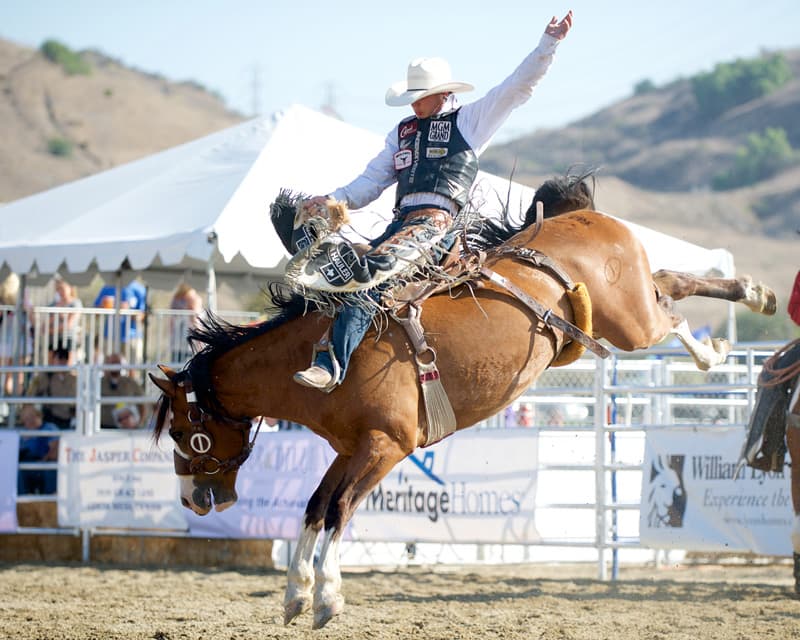 Bradley Harter Rodeo Bronc