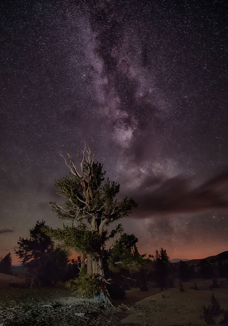 Bristescone Pine forest night time sky