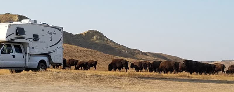 Buffalo Came Into Campground