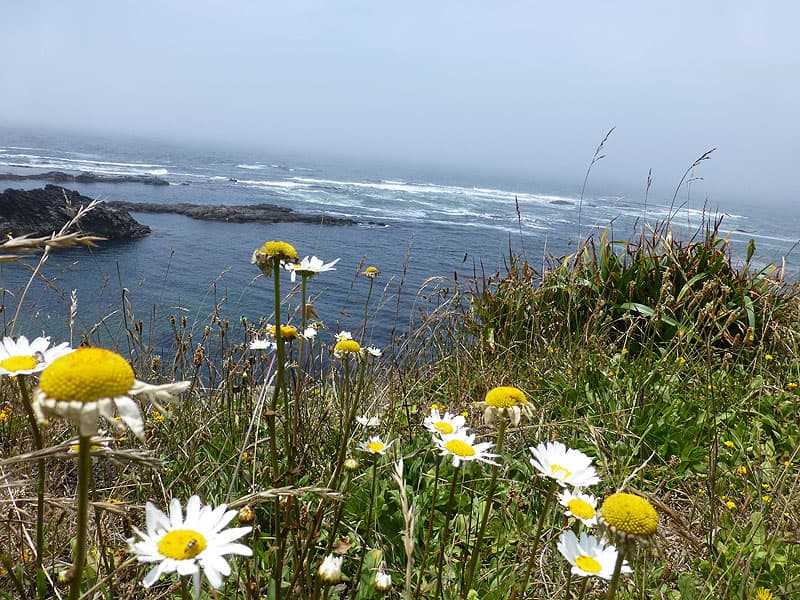 California Coast flowers