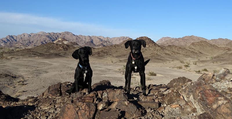 California desert dogs