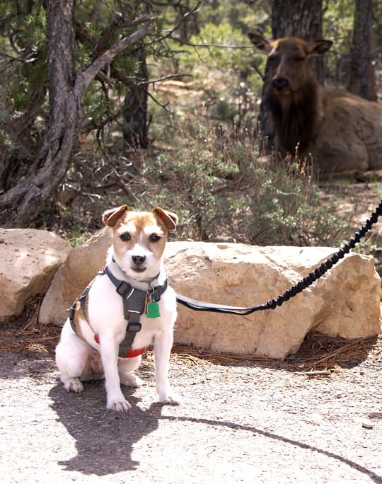 camplite-Grand-Canyon-national-park-ella