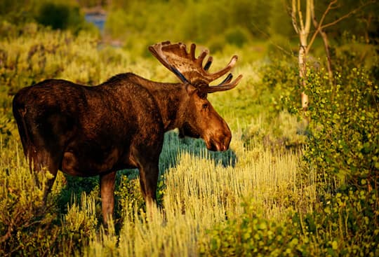 daily-grind-grand-teton-National-park