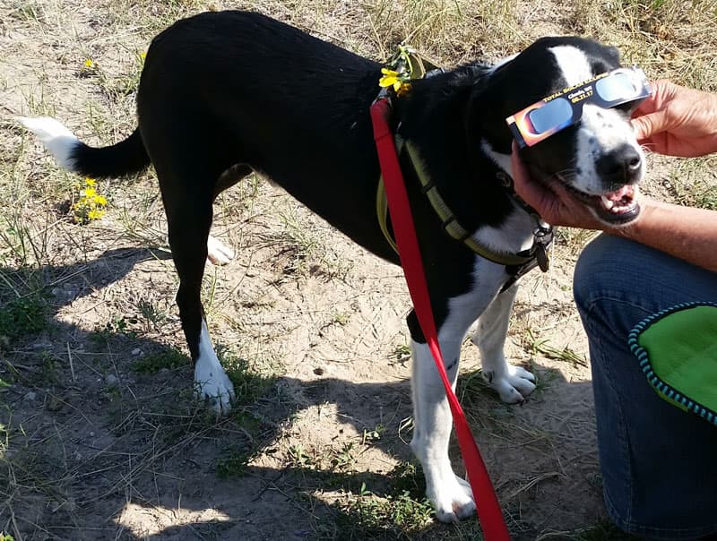 Cap the Dog during the Eclipse