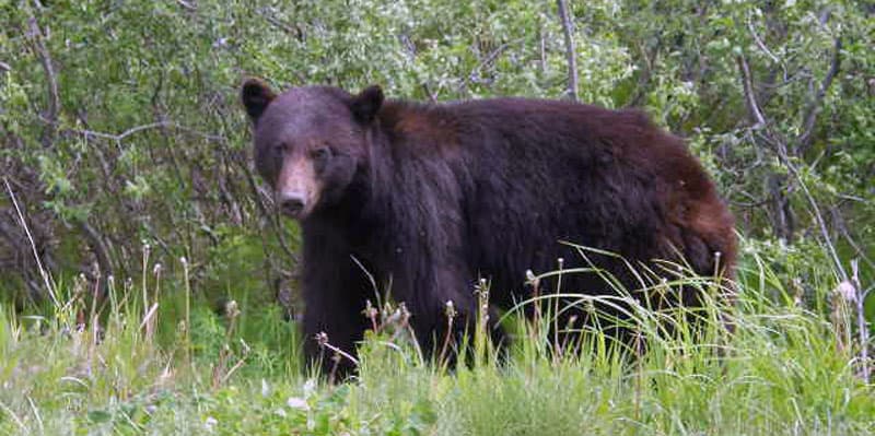 Cassiar Highway British Columbia Bear