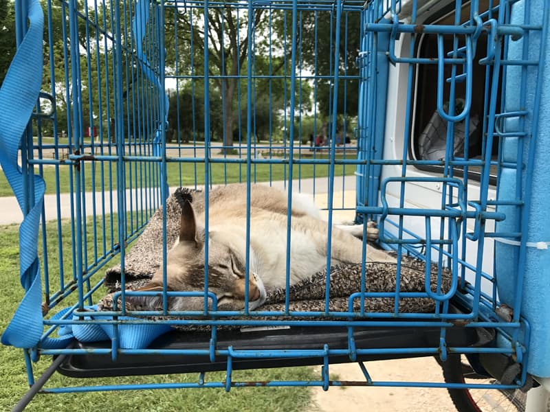 Happy napping kitty in the sun