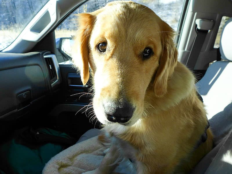 Charlie, the seat belt eater