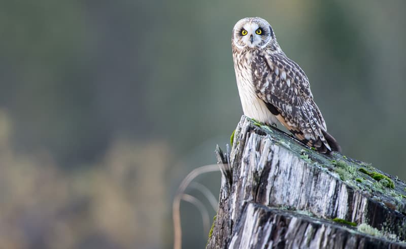 Chris-McKillican-Short-Ear-Owl-