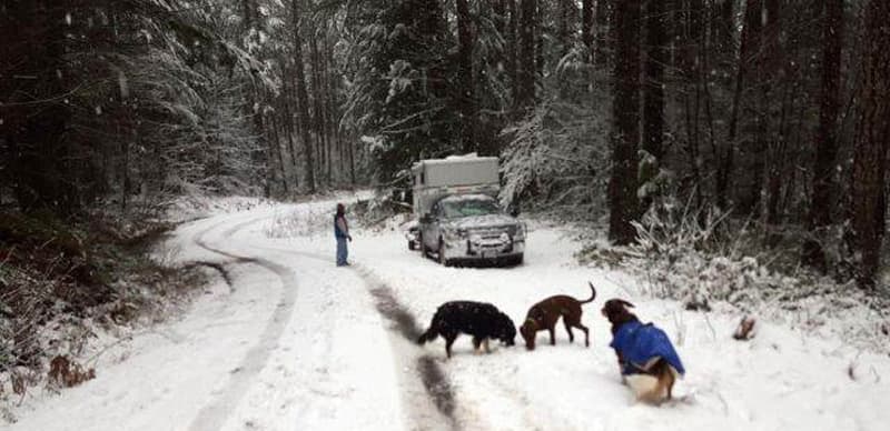 Cold weather camping with dogs