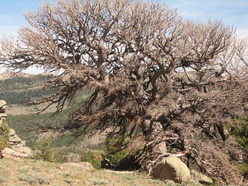 Cool Tree Sawmill