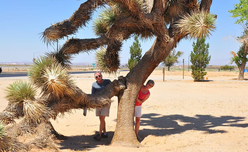 Joshua Tree National Park in an Avion truck camper