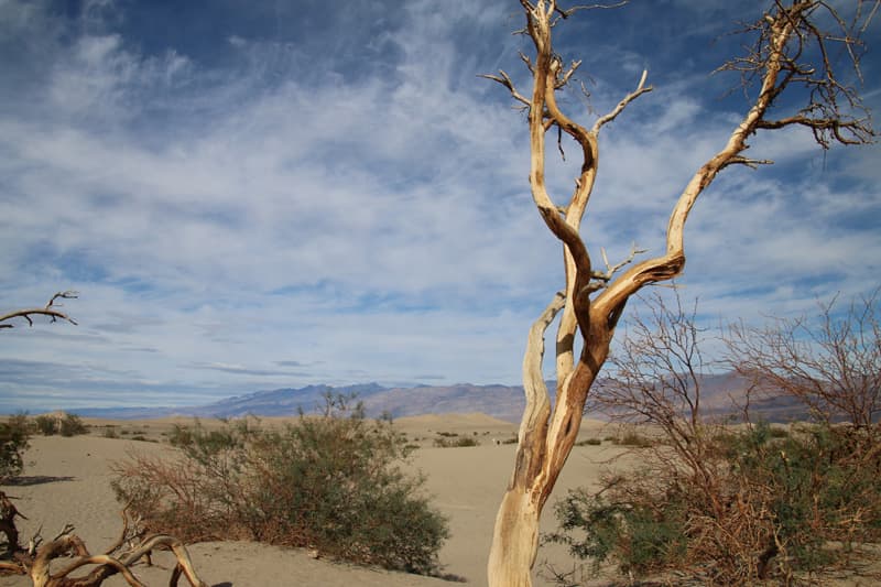 Death Valley tree