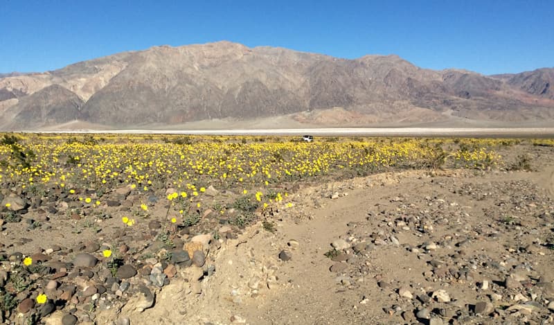 Westside Road past Badwater where the flowers are Desert Gold