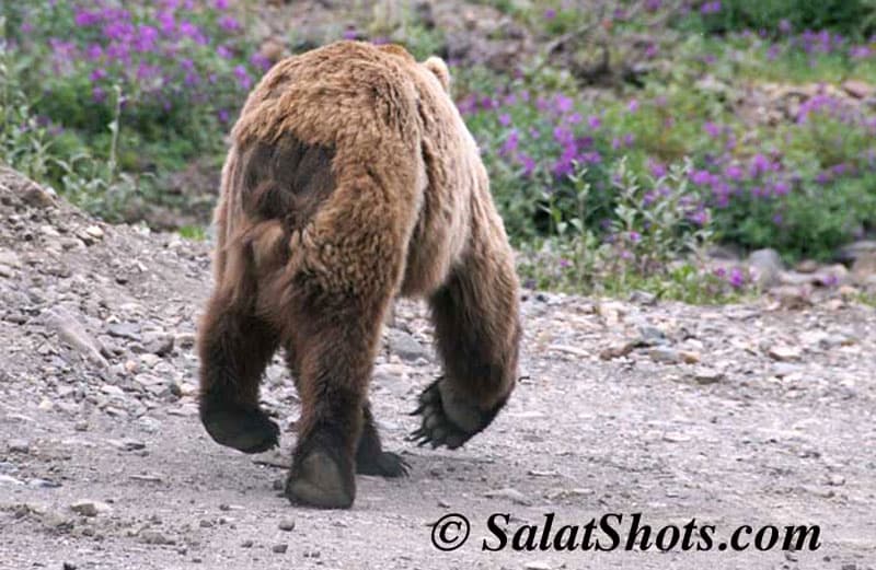 Denali Professional photography permit bear