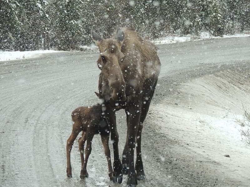 Denali Cow Moose And Calf Dash Cam