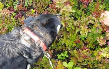 Dog-Moki-learning-to-pick-huckleberries