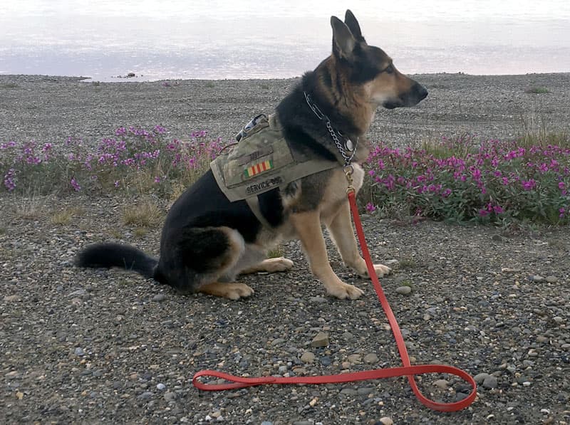 Toby at Prudhoe Bay estuary