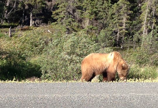 Alaska-Miller-bear-side-of-road