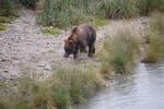 Alaska-Miller-wildlife-bear-2