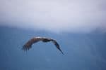 Alaska-Miller-wildlife-golden-eagle