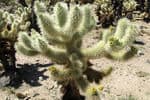 EC-950-Joshua-Tree-Cholla-Cactus