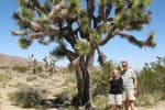 EC-950-Joshua-Tree-National-Forest