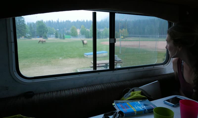 Elk bugling outside camper