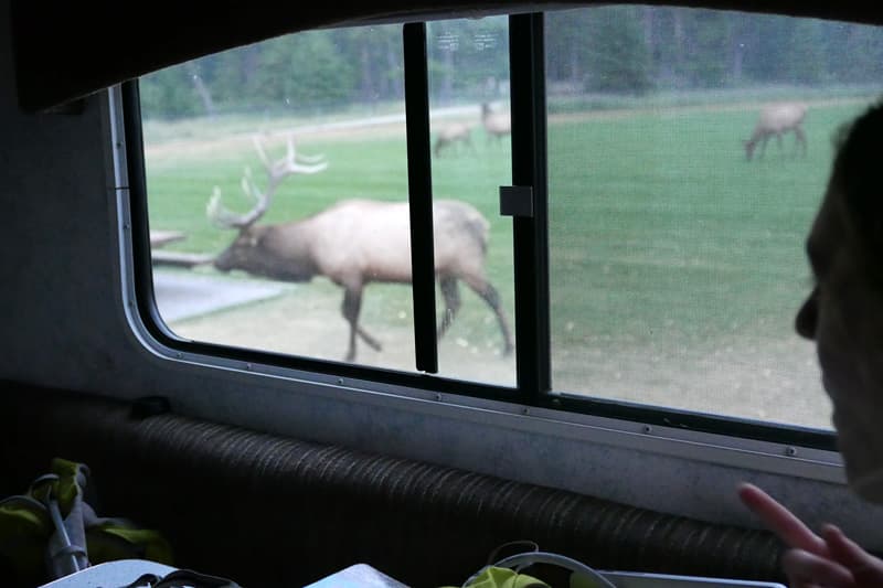 Elk outside Lance camper